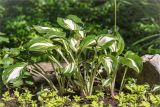 Hosta undulata