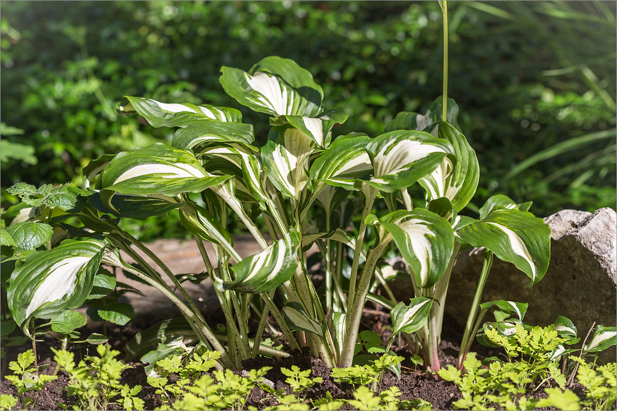 Изображение особи Hosta undulata.