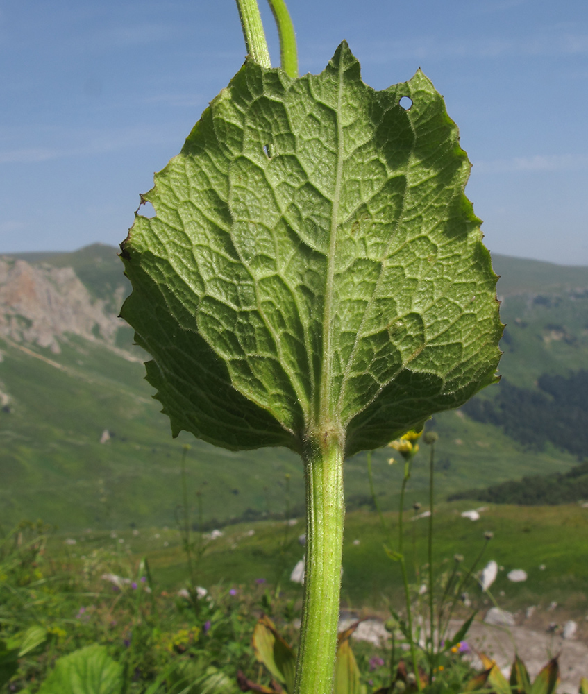 Image of Doronicum macrophyllum specimen.