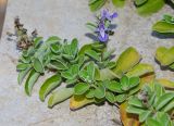 Vitex trifolia ssp. litoralis