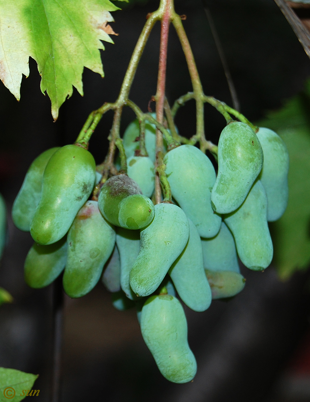 Image of Vitis vinifera specimen.