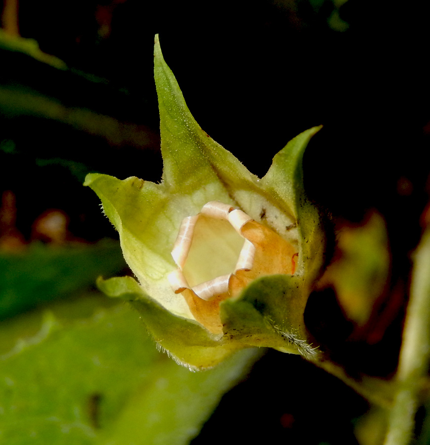 Image of Primula vulgaris specimen.