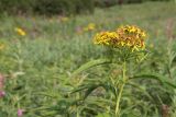 Senecio cannabifolius