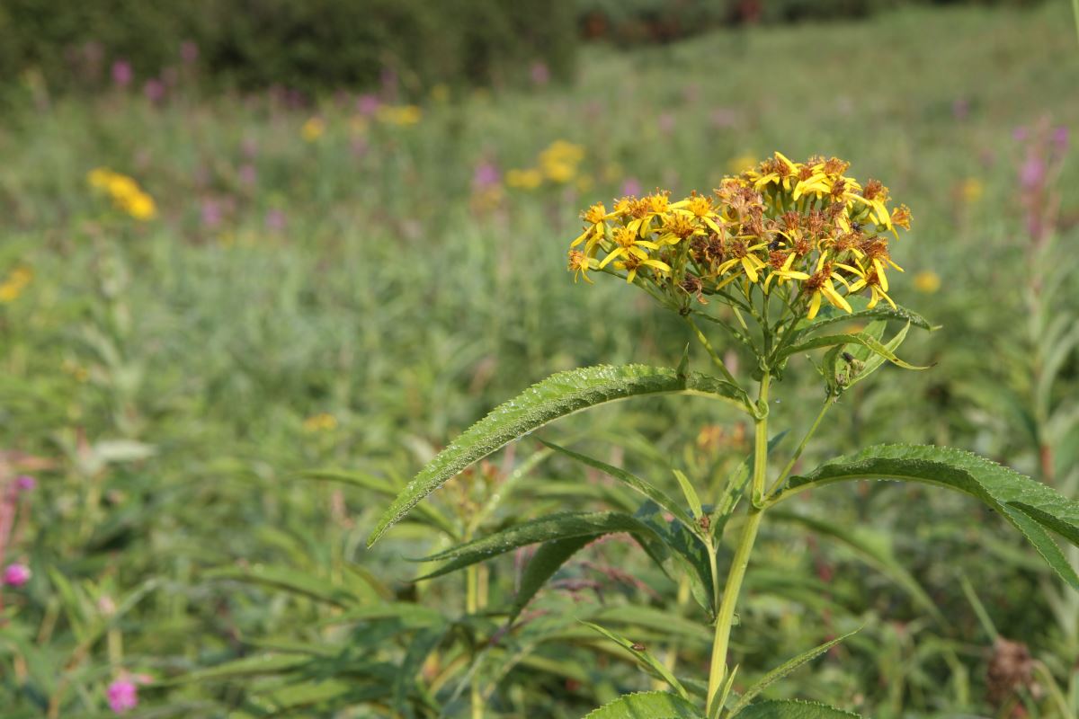 Image of Senecio cannabifolius specimen.