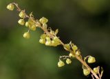 Artemisia maximovicziana