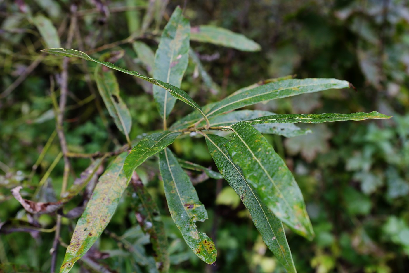 Изображение особи Salix gmelinii.