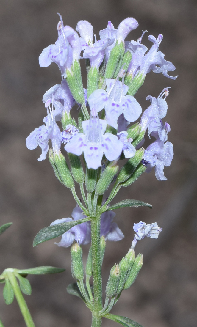 Image of Ziziphora pedicellata specimen.