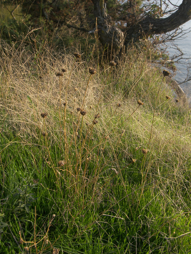 Изображение особи Petrorhagia prolifera.