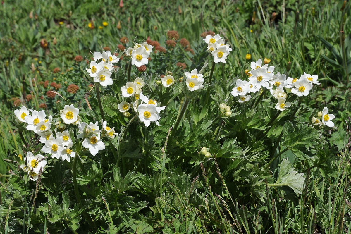 Изображение особи Anemonastrum protractum.