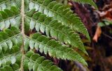 Polystichum braunii