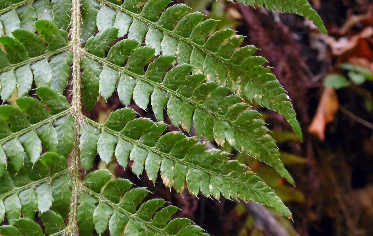 Image of Polystichum braunii specimen.