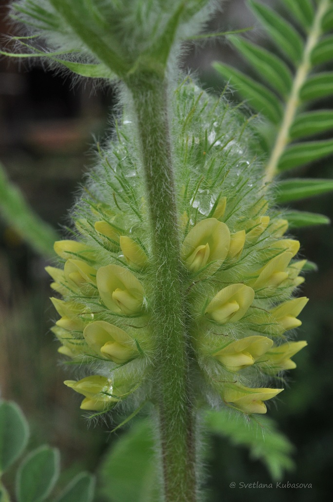 Изображение особи Astragalus alopecurus.