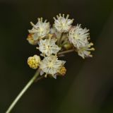 Menispermum dauricum. Цветки. Приморский край, окр. г. Находка, устье р. Партизанской на правом берегу, на опушке ольшаника из ольхи японской. 04.06.2016.