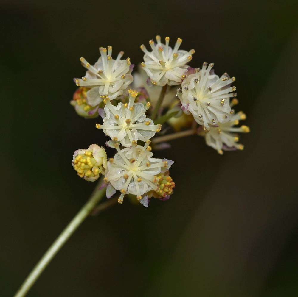Image of Menispermum dauricum specimen.