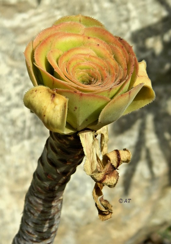 Image of Aeonium arboreum specimen.