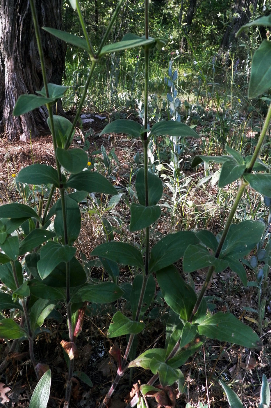 Изображение особи Melandrium latifolium.