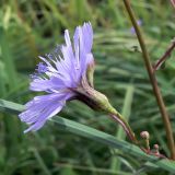 Lactuca sibirica