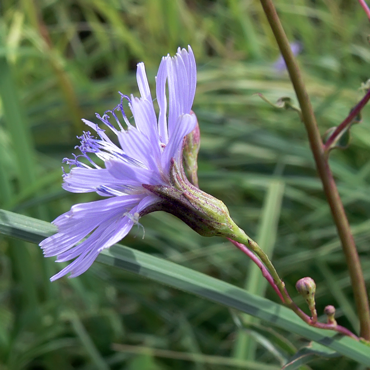 Изображение особи Lactuca sibirica.