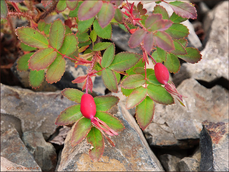 Изображение особи Rosa acicularis.