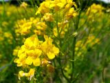 Barbarea vulgaris. Верхушка цветущего растения. Беларусь, Гродненская обл., Новогрудский р-н, окр. дер. Нёвда, залежь. 19.05.2016.