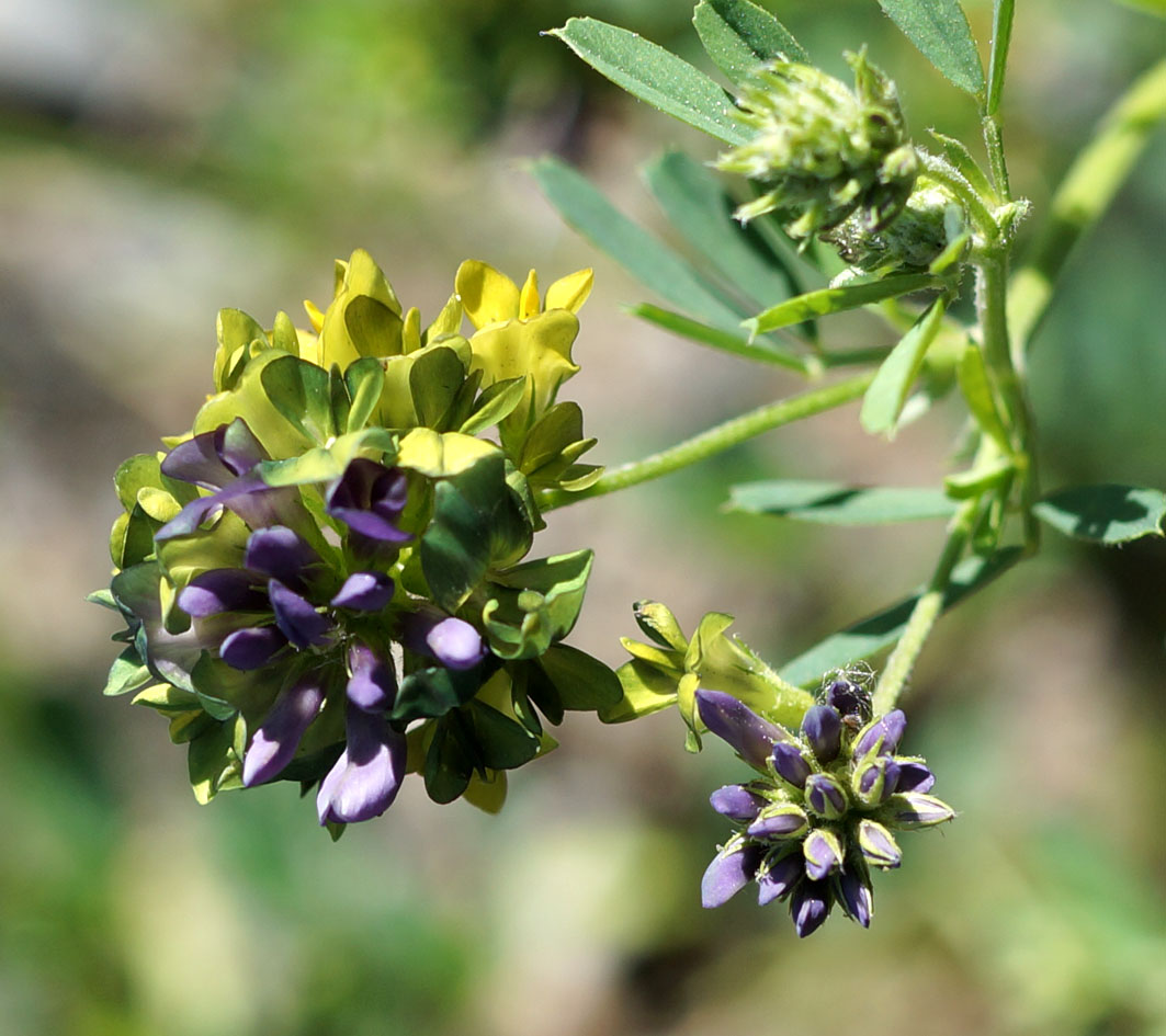 Image of Medicago × varia specimen.
