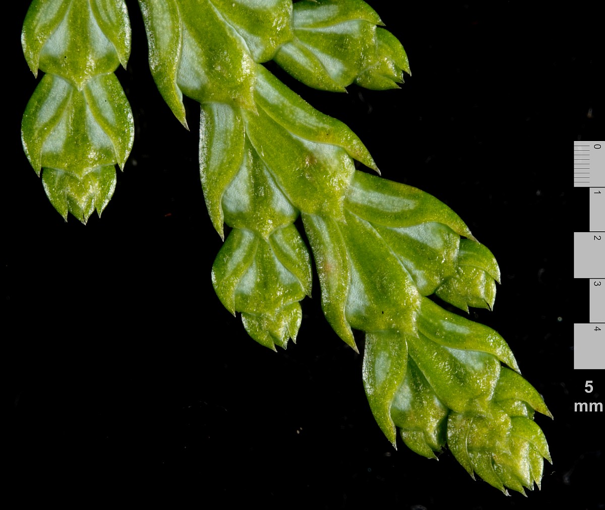 Image of Thuja plicata specimen.