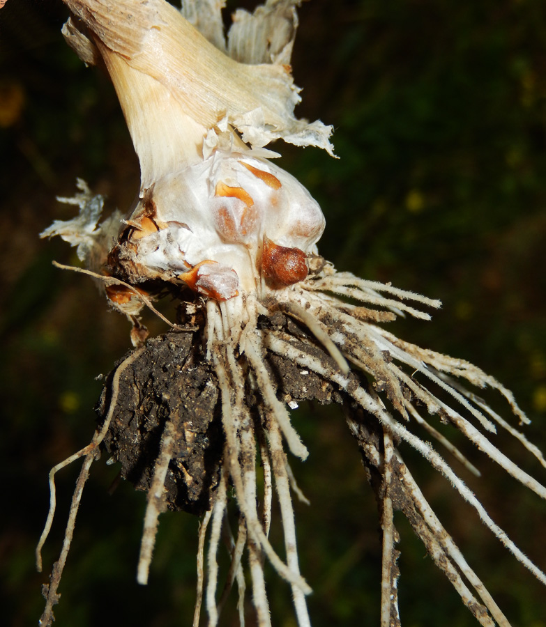 Image of Allium atroviolaceum specimen.
