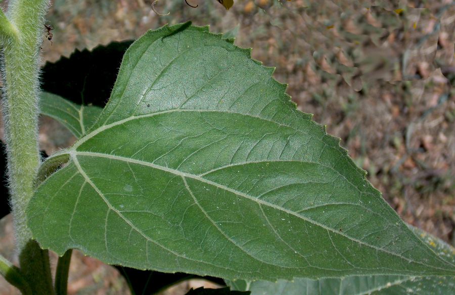 Image of Helianthus annuus specimen.