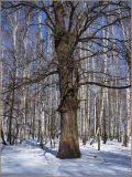 Quercus robur. Нижняя часть ствола взрослого дерева. Чувашия, г. Шумерля, городской парк. 29 марта 2010 г.