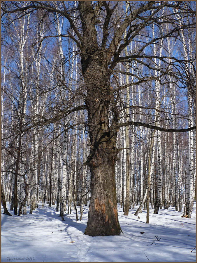 Изображение особи Quercus robur.