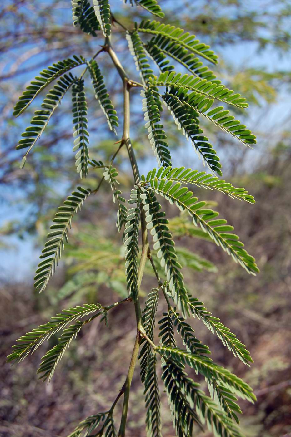 Image of Prosopis juliflora specimen.