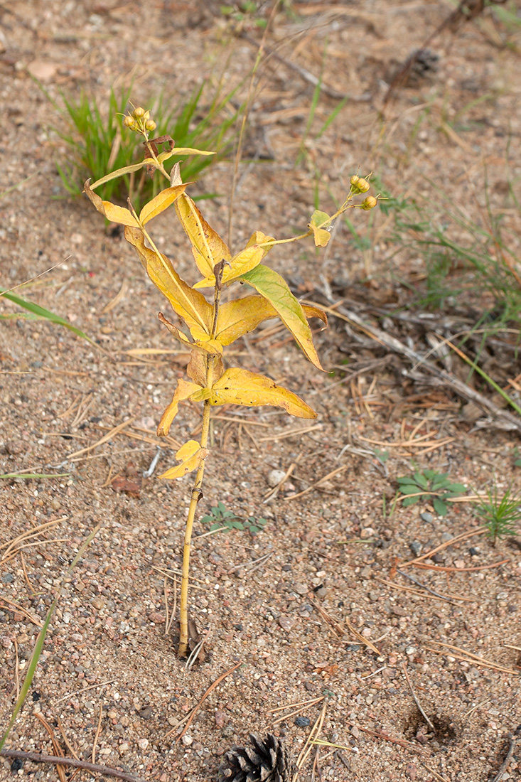 Изображение особи Lysimachia vulgaris.