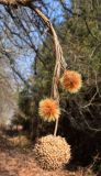 Platanus orientalis. Прошлогоднее соплодие (внизу) и остатки соплодий (наверху). Узбекистан, г. Ташкент, пос. Улугбек, санитарно-защитная зона. 17.03.2017.