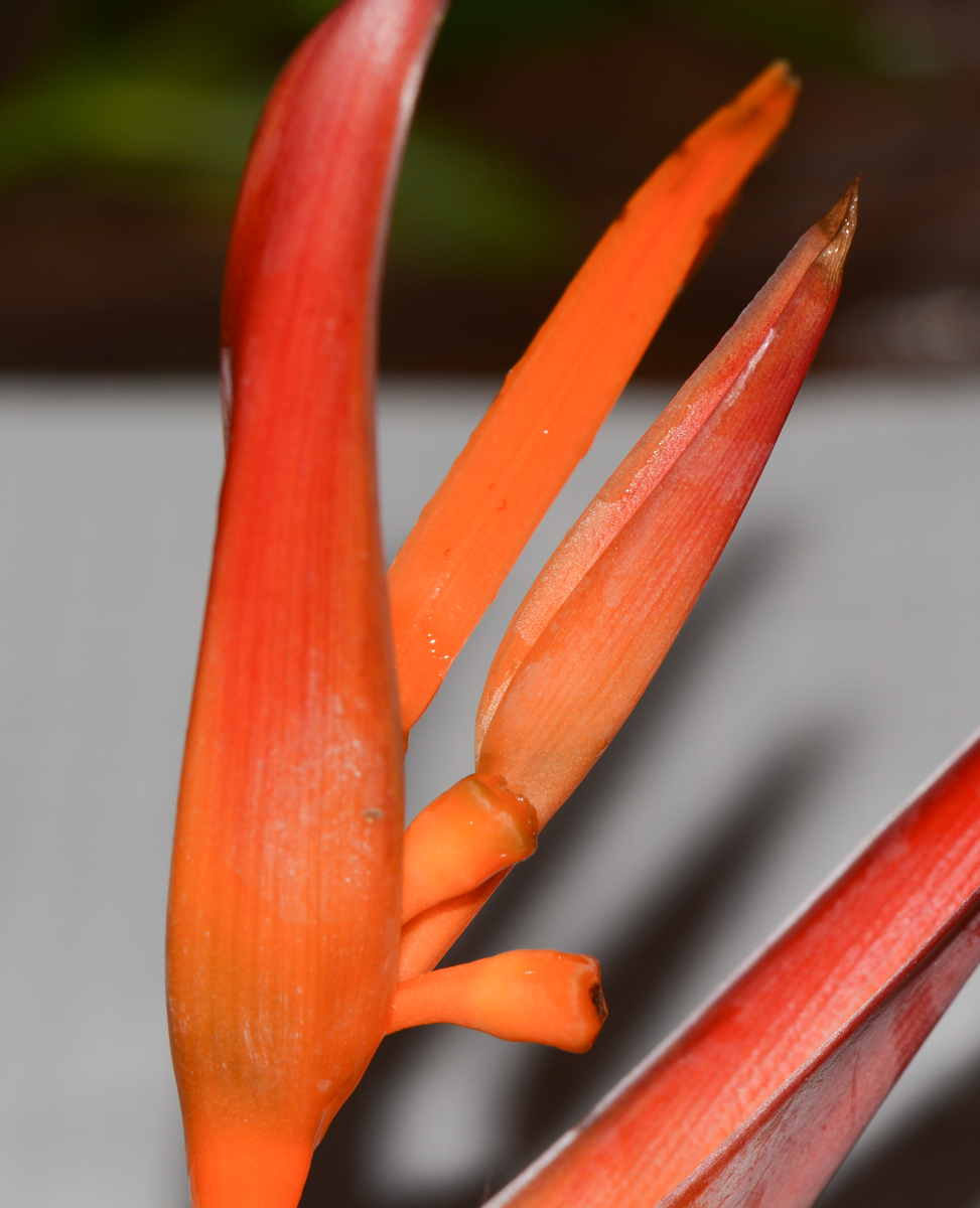 Изображение особи Heliconia psittacorum.