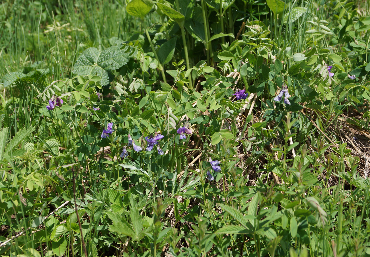 Image of Lathyrus humilis specimen.