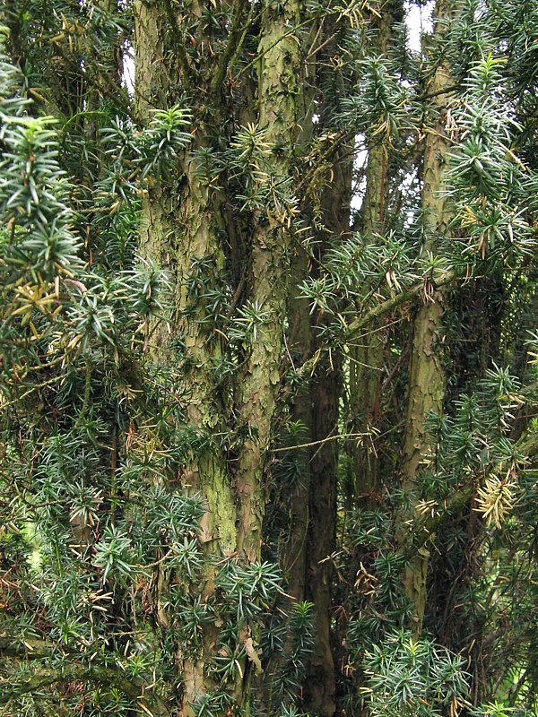 Изображение особи семейство Taxaceae.