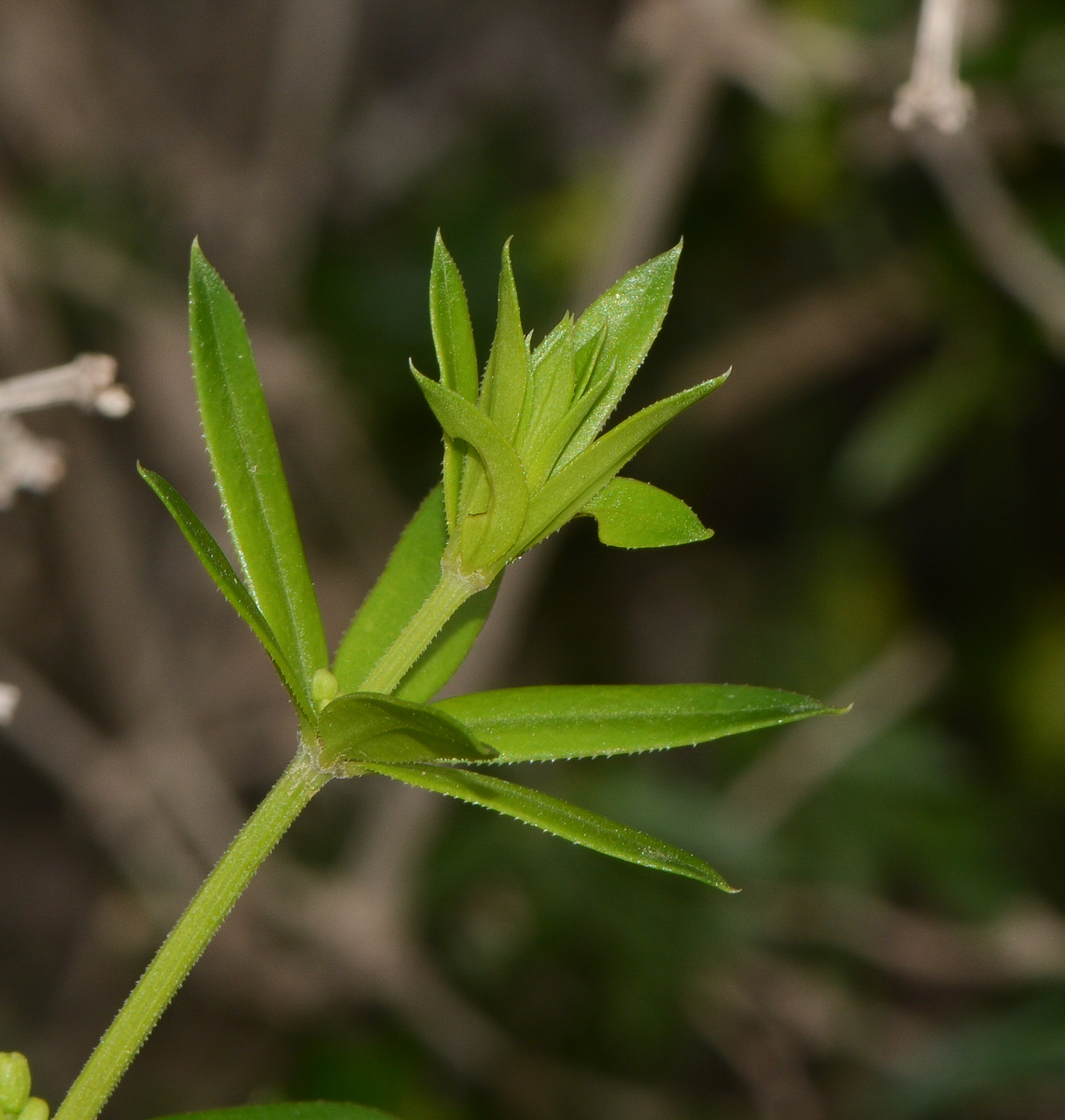 Image of Rubia tenuifolia specimen.