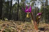 Erythronium sibiricum