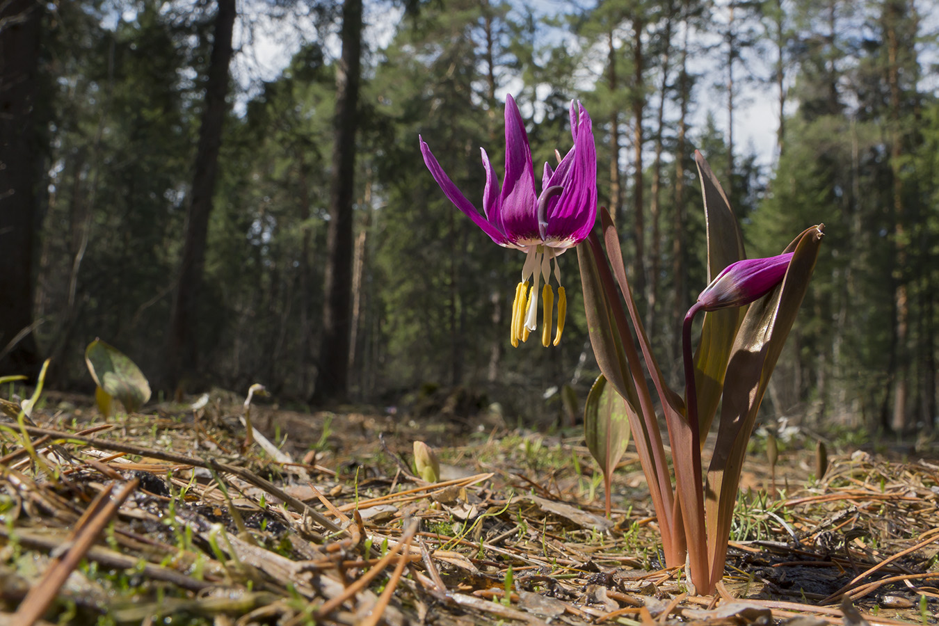 Изображение особи Erythronium sibiricum.