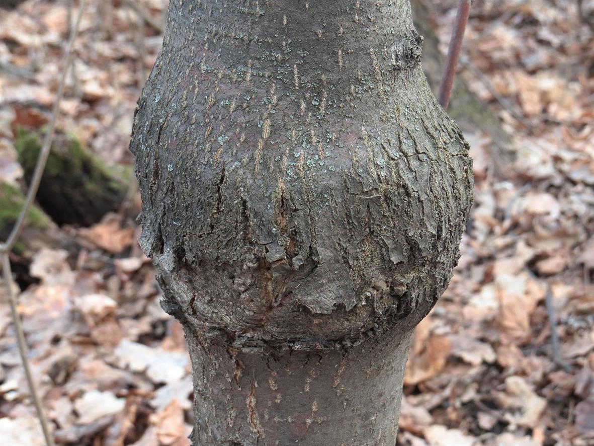 Image of Tilia cordata specimen.