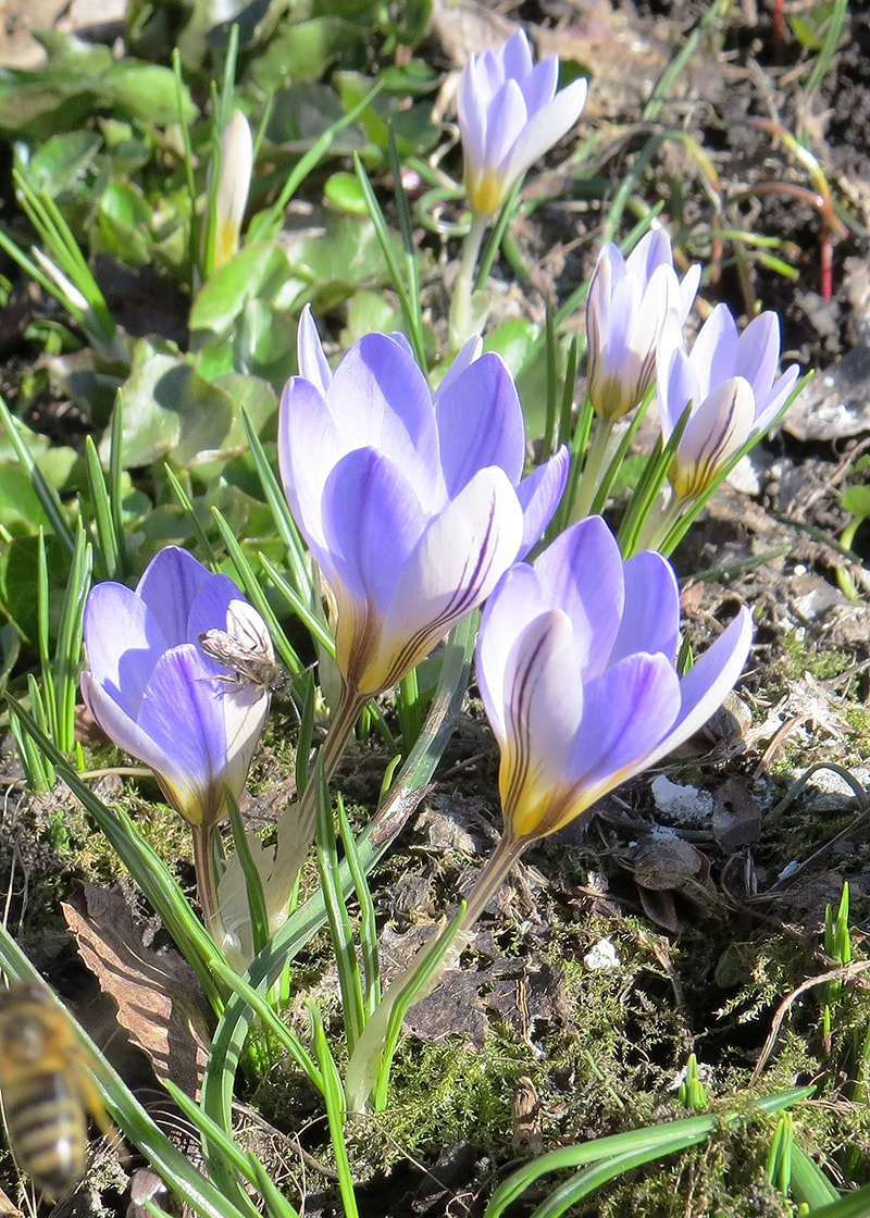 Изображение особи Crocus adamii.