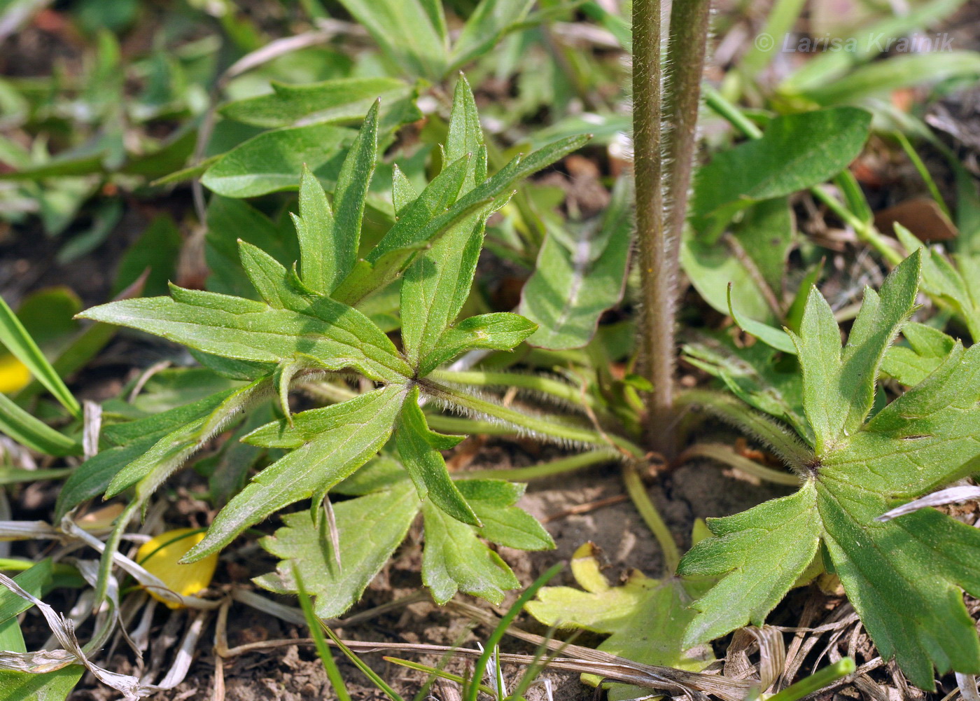 Изображение особи Ranunculus japonicus.