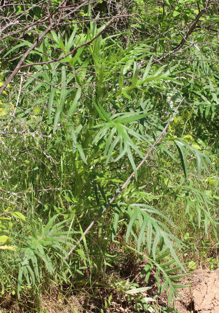 Image of genus Cirsium specimen.