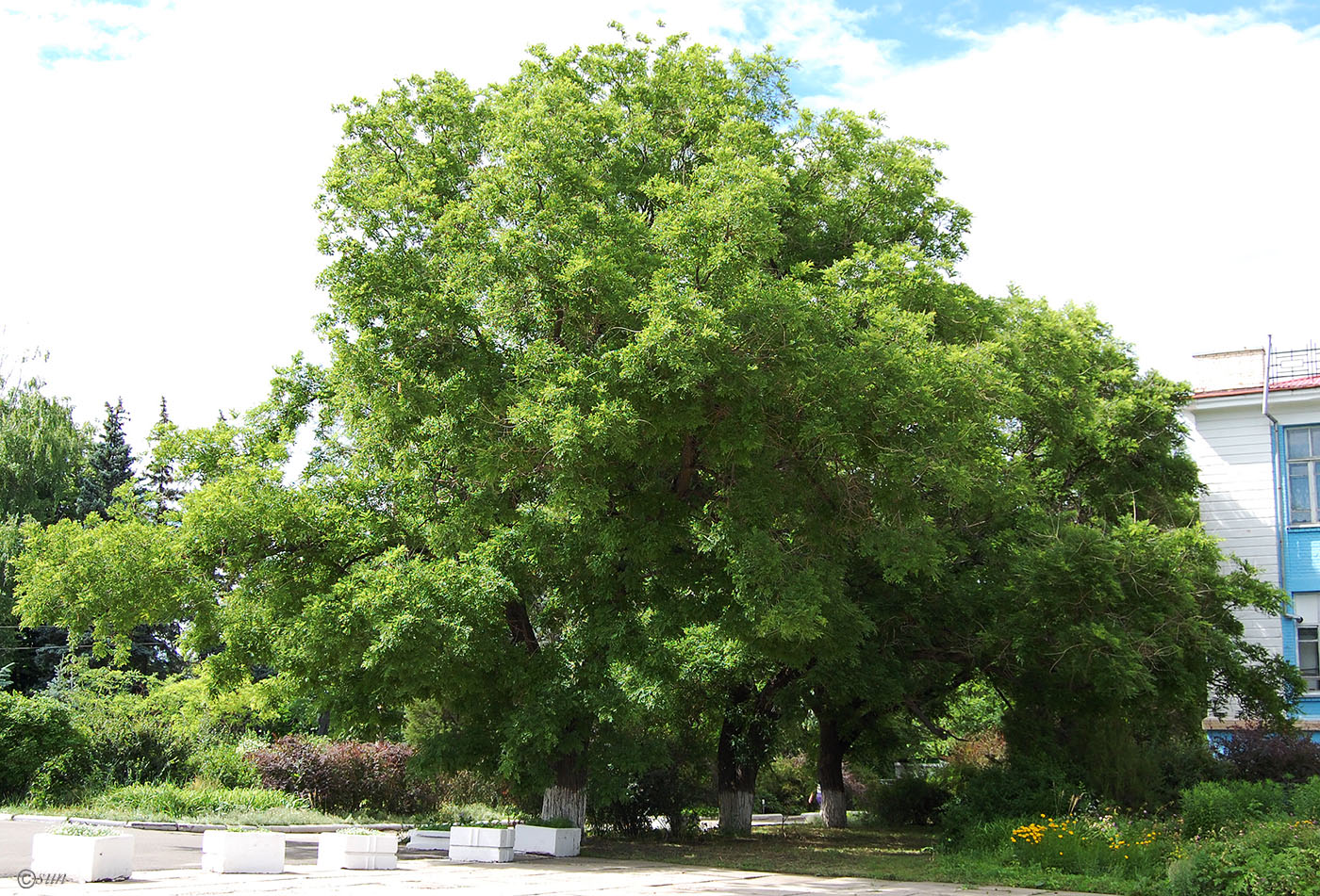 Image of Styphnolobium japonicum specimen.