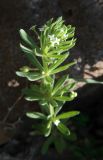 Galium tricornutum