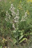 Salvia aethiopis. Цветущее растение. Ростовская обл., г. Волгодонск, на окраине Панского леса в поле. 19.06.2017.