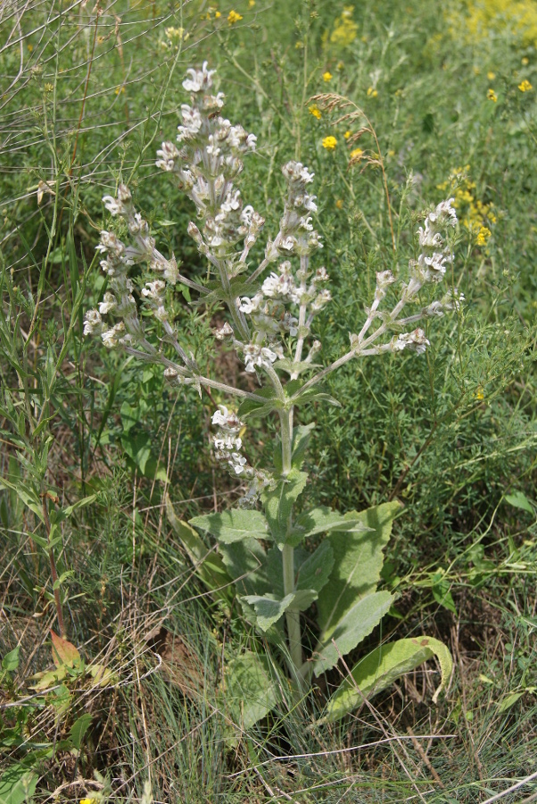 Изображение особи Salvia aethiopis.