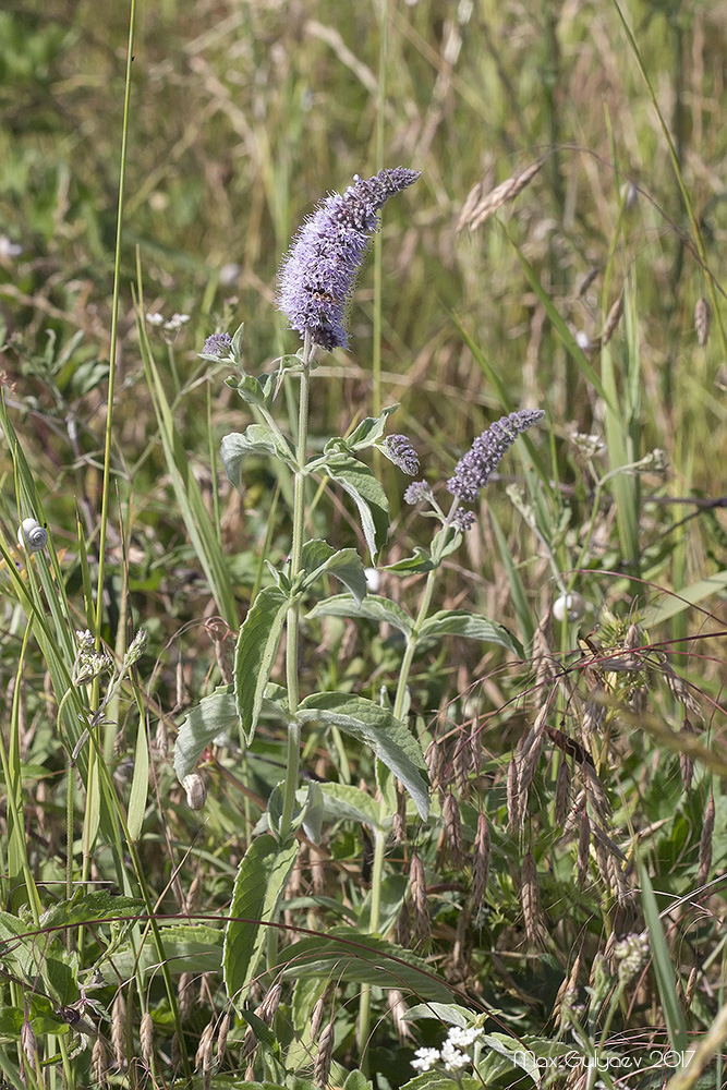 Image of Mentha longifolia specimen.