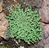 Selaginella borealis