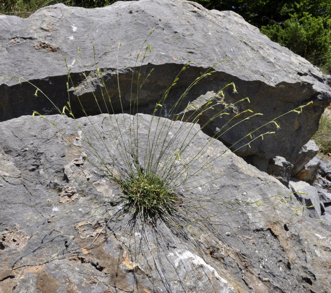 Image of Silene radicosa specimen.